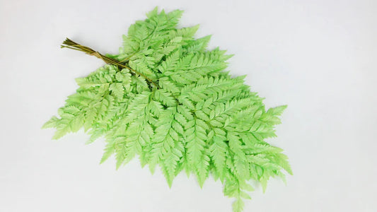 Stabilized leather fern Light green - bundle of 10 stems