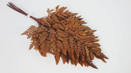 Amber stabilized leather fern - bundle of 6 stems