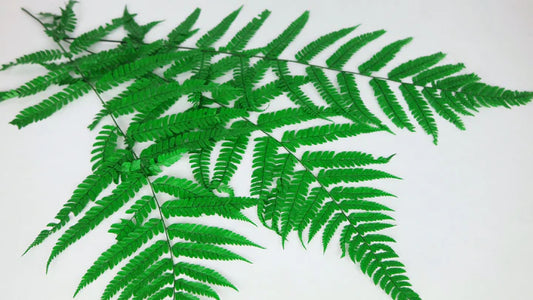 Stabilized leather fern - 10 stems - Grass green