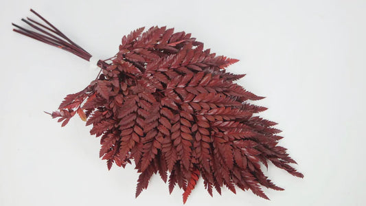 Red stabilized leather fern - bundle of 6 stems