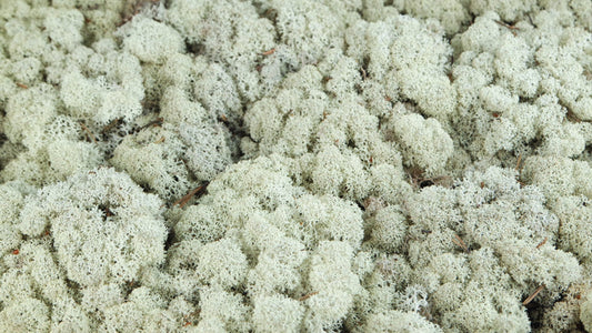 Lichen stabilisé Ivoire 500 g PRO