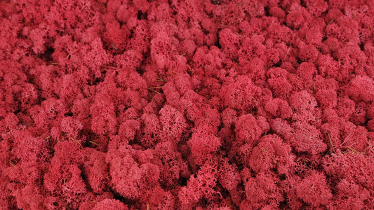 Lichen stabilisé Crimson 500 g PRO