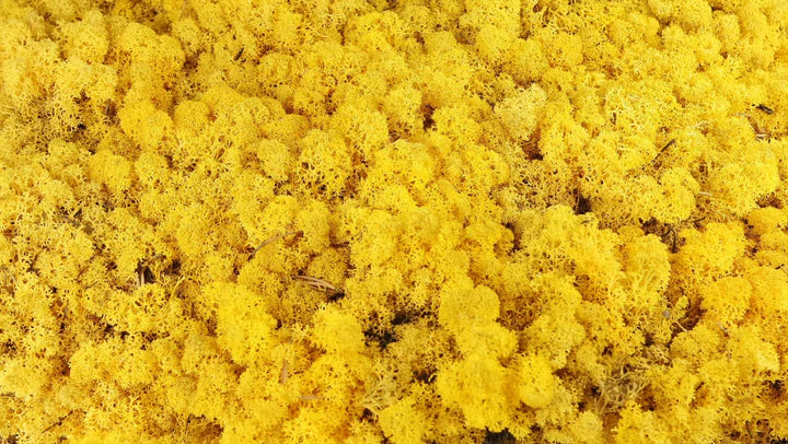 Lichen stabilisé Jaune 500 g PRO