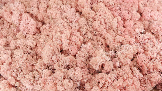 Lichen stabilisé Rose clair 500 g PRO