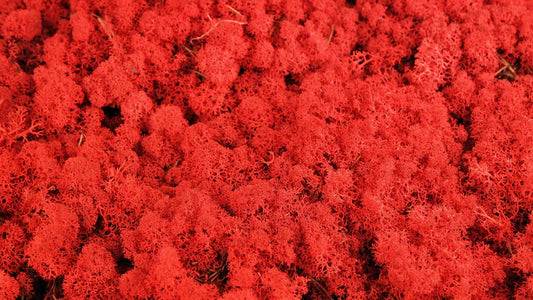 Lichen stabilisé Rouge 500 g PRO