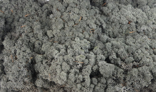 Lichen stabilisé Noir 2,5 Kg PRO