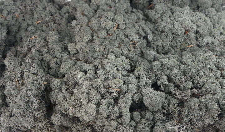 Lichen stabilisé noir 5 Kg PRO