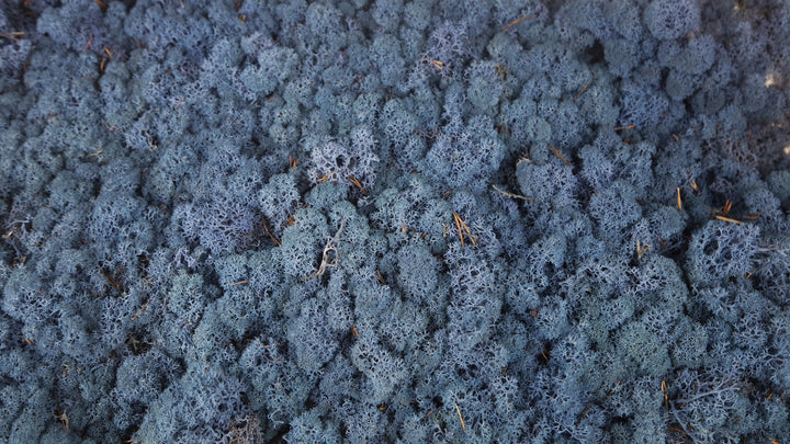 Lichen stabilisé Bleu roi 5 Kg PRO