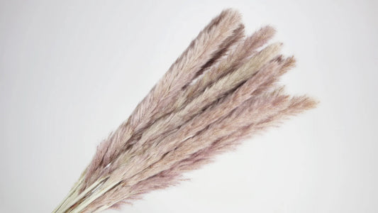 Natural Dried Mini Pampas