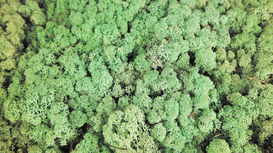 Lichen stabilisé Menthe 500 g PRO