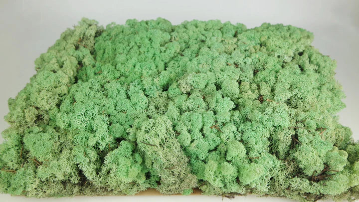 Lichen stabilized Mint 2.5 Kg PRO