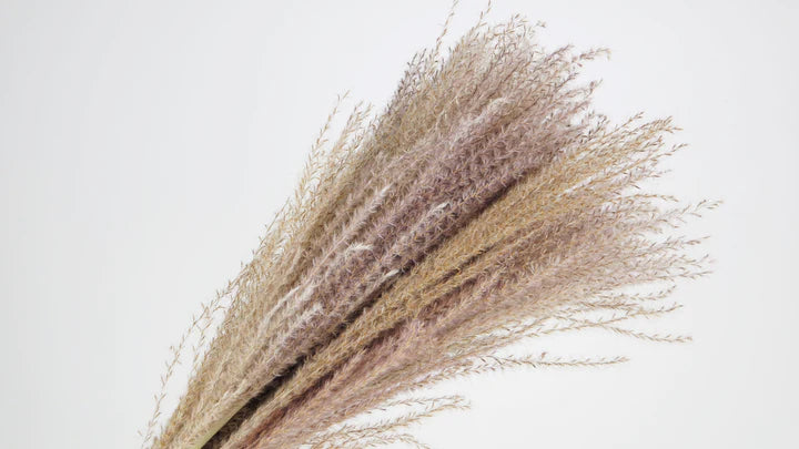 Miscanthus séché couleur naturelle 70 cm