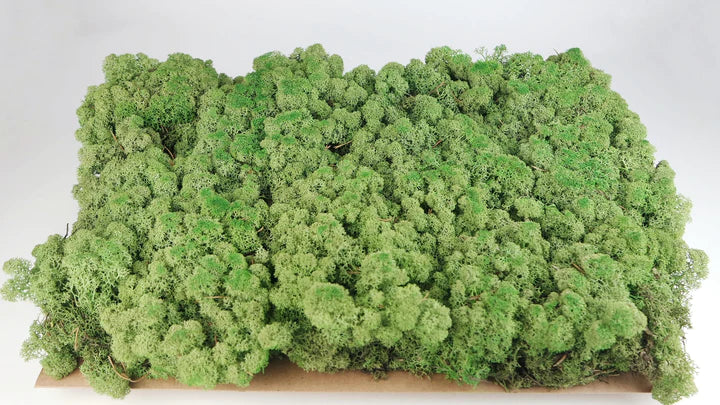 Lichen stabilisé Vert moyen 5 Kg PRO