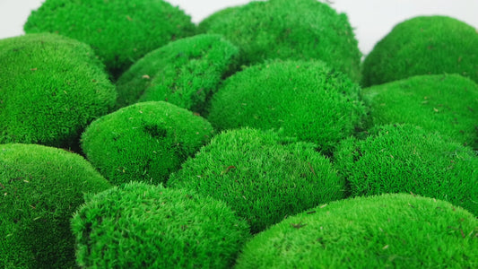 Light green stabilized ball moss - small packaging - PRO