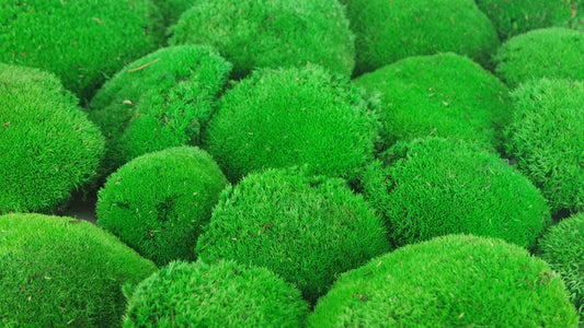 Light green stabilized ball moss - large packaging - PRO