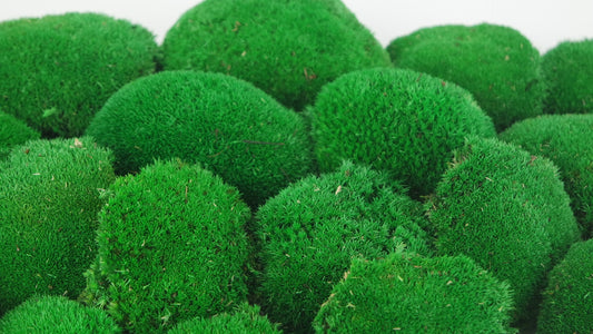 Green stabilized ball moss - large packaging - PRO