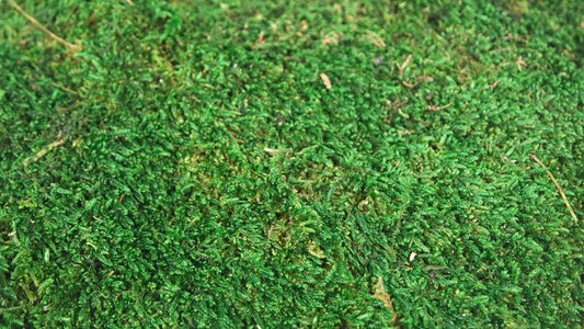 Stabilized flat moss Green 500 g PRO