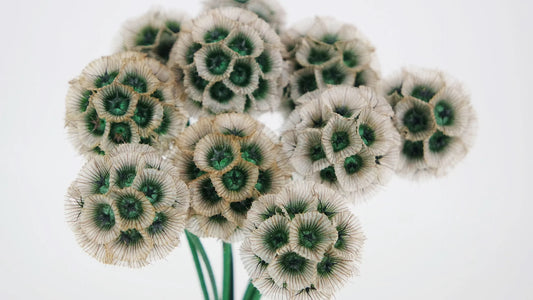 Scabiosa Stellata couleur naturelle