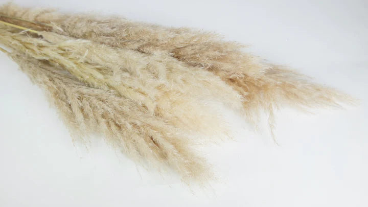 Pampa Fluffy séchées couleur naturelle 115 cm