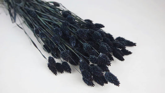 Midnight Blue Dried Phalaris