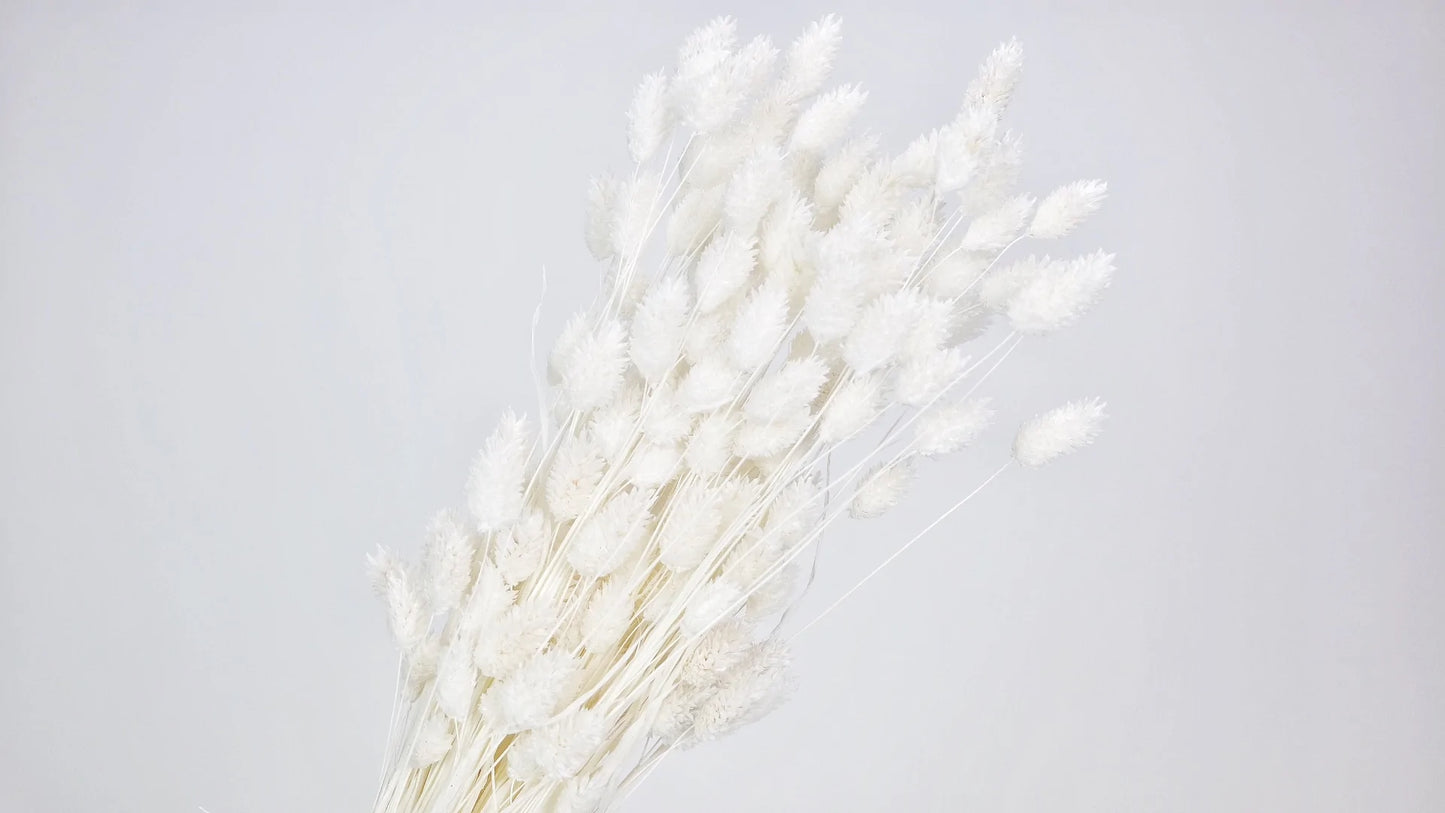 Phalaris séchés Blanc