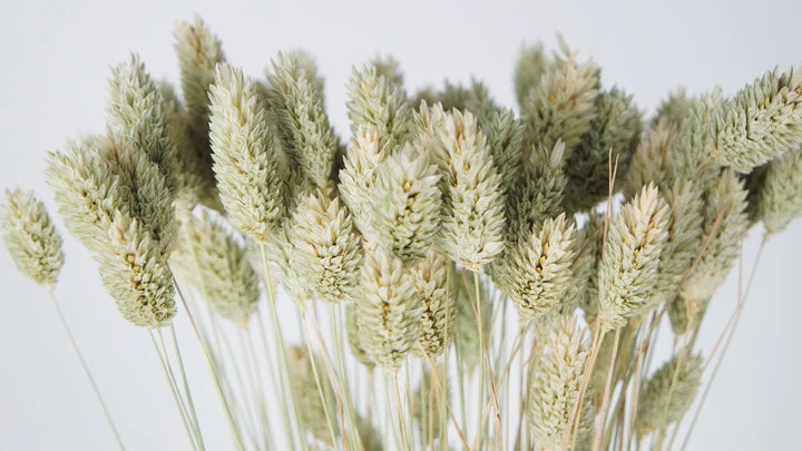 Phalaris séchés couleur naturelle NL