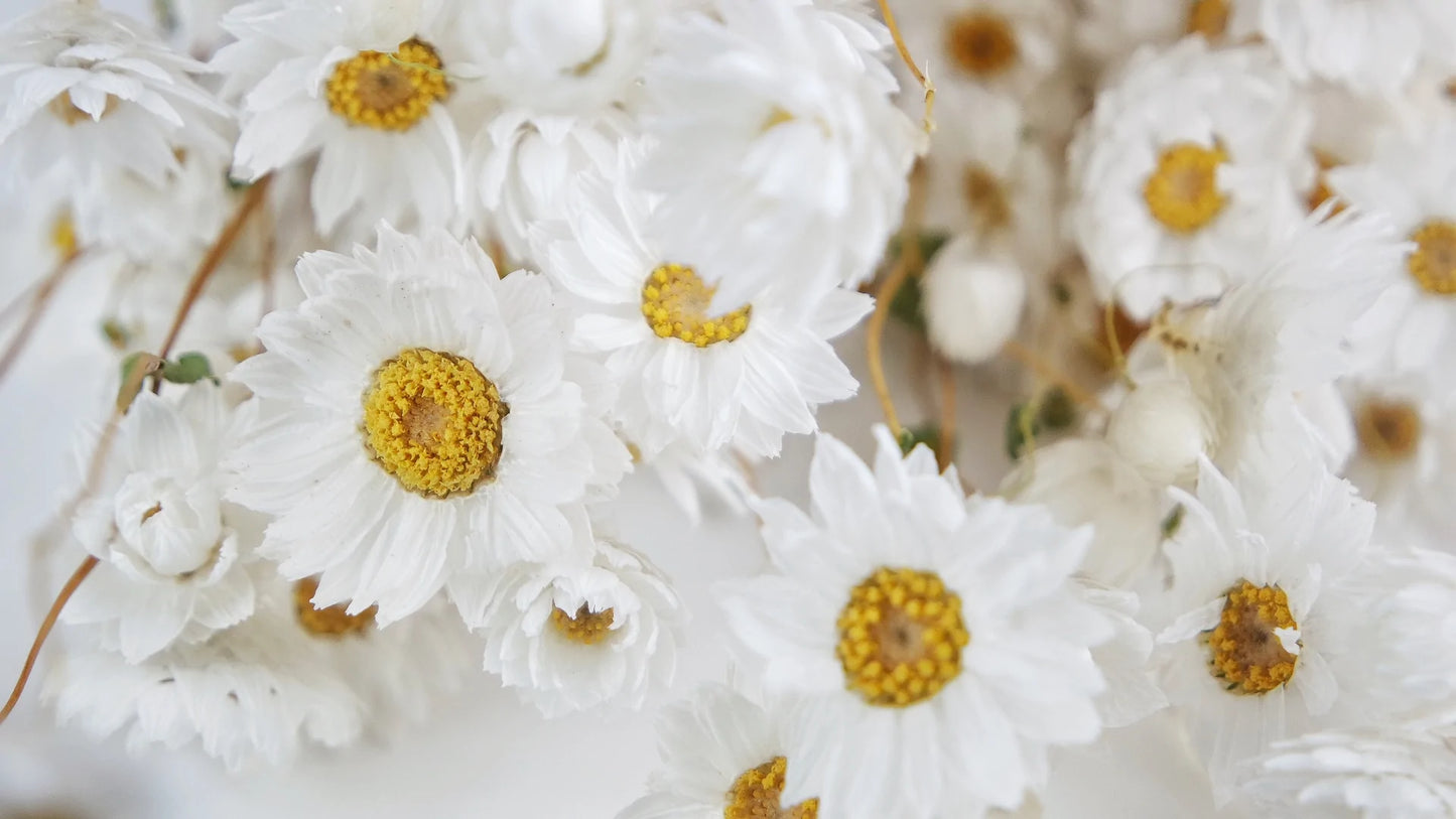 Rodanthe couleur naturelle blanc