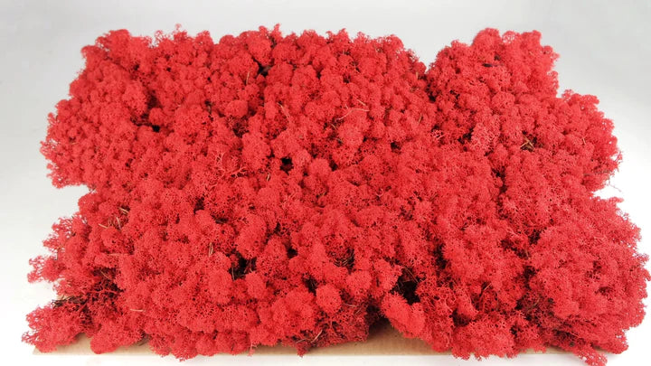 Lichen stabilisé Rouge 5 Kg PRO