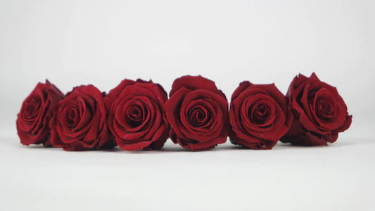 Roses stabilisées 5 cm - 6 têtes - Rouge foncé