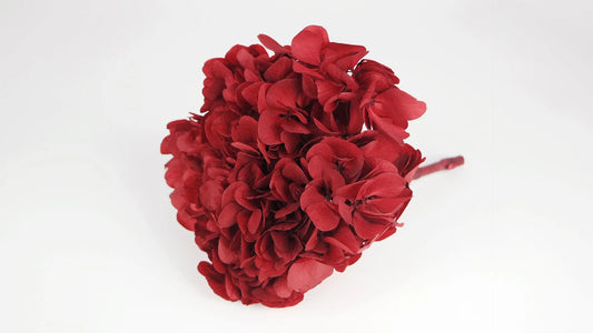 Preserved hydrangea Red