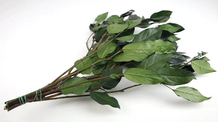 Salal stabilisé en botte - Vert