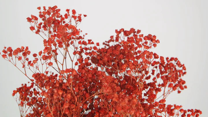 Gypsophile stabilisé rouge