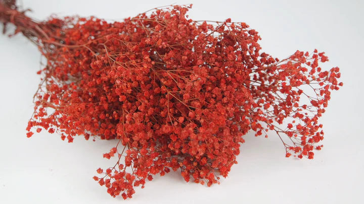 Gypsophile stabilisé rouge