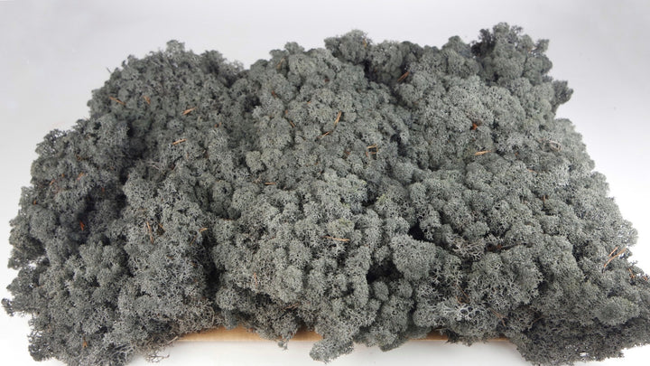 Lichen stabilisé noir 5 Kg PRO