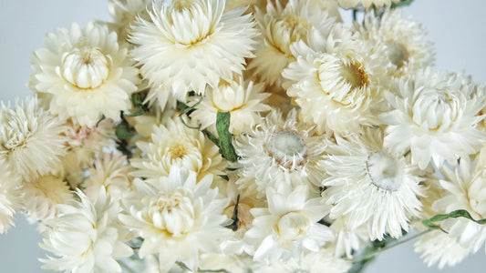 Dried everlasting flowers natural color Ivory