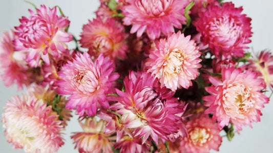 Dried everlasting flowers natural color Rose