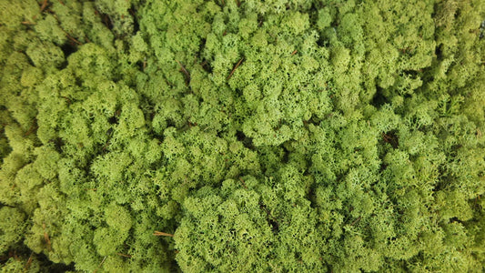 Lichen stabilisé Vert vintage 500 g PRO