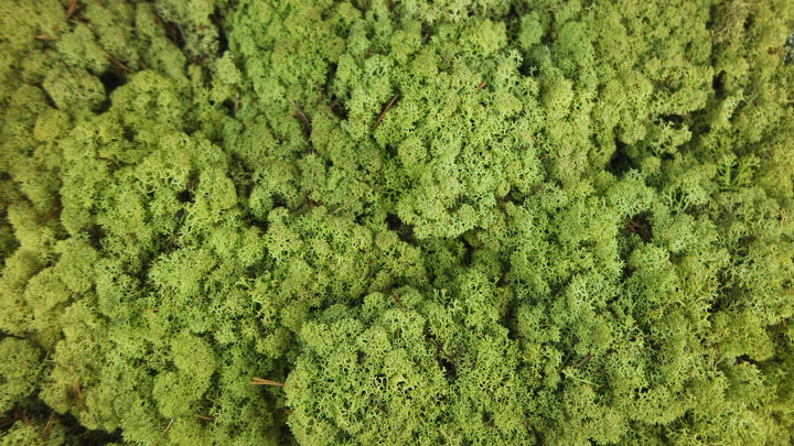 Lichen stabilisé Vert vintage 5 Kg PRO