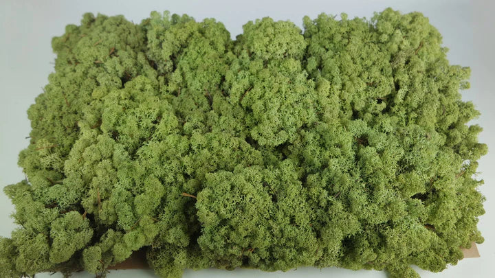 Lichen stabilisé Vert vintage 5 Kg PRO