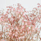 Gypsophile stabilisé Rose et blanc