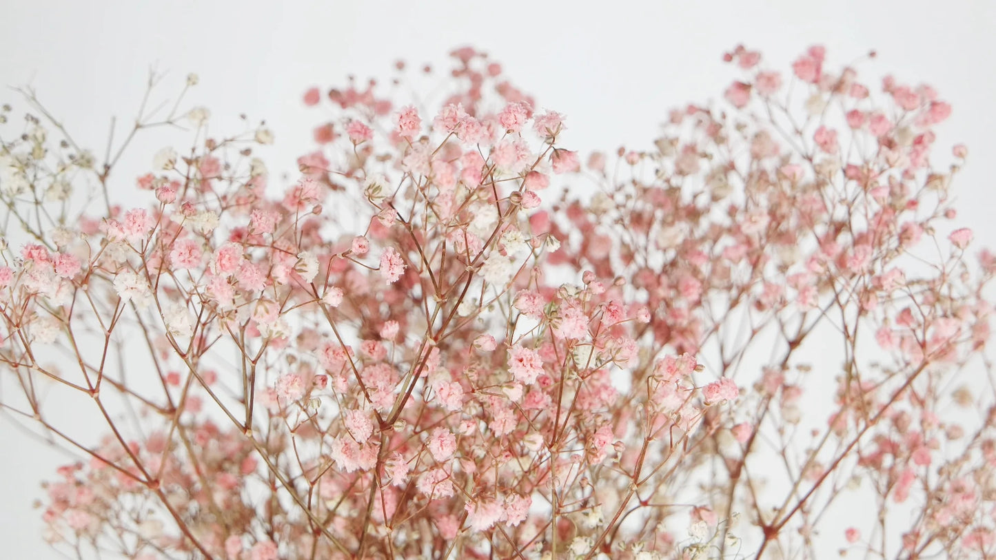 Gypsophile stabilisé Rose et blanc