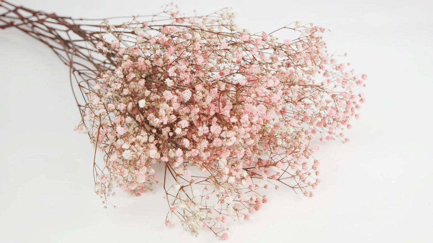 Gypsophile stabilisé Rose et blanc