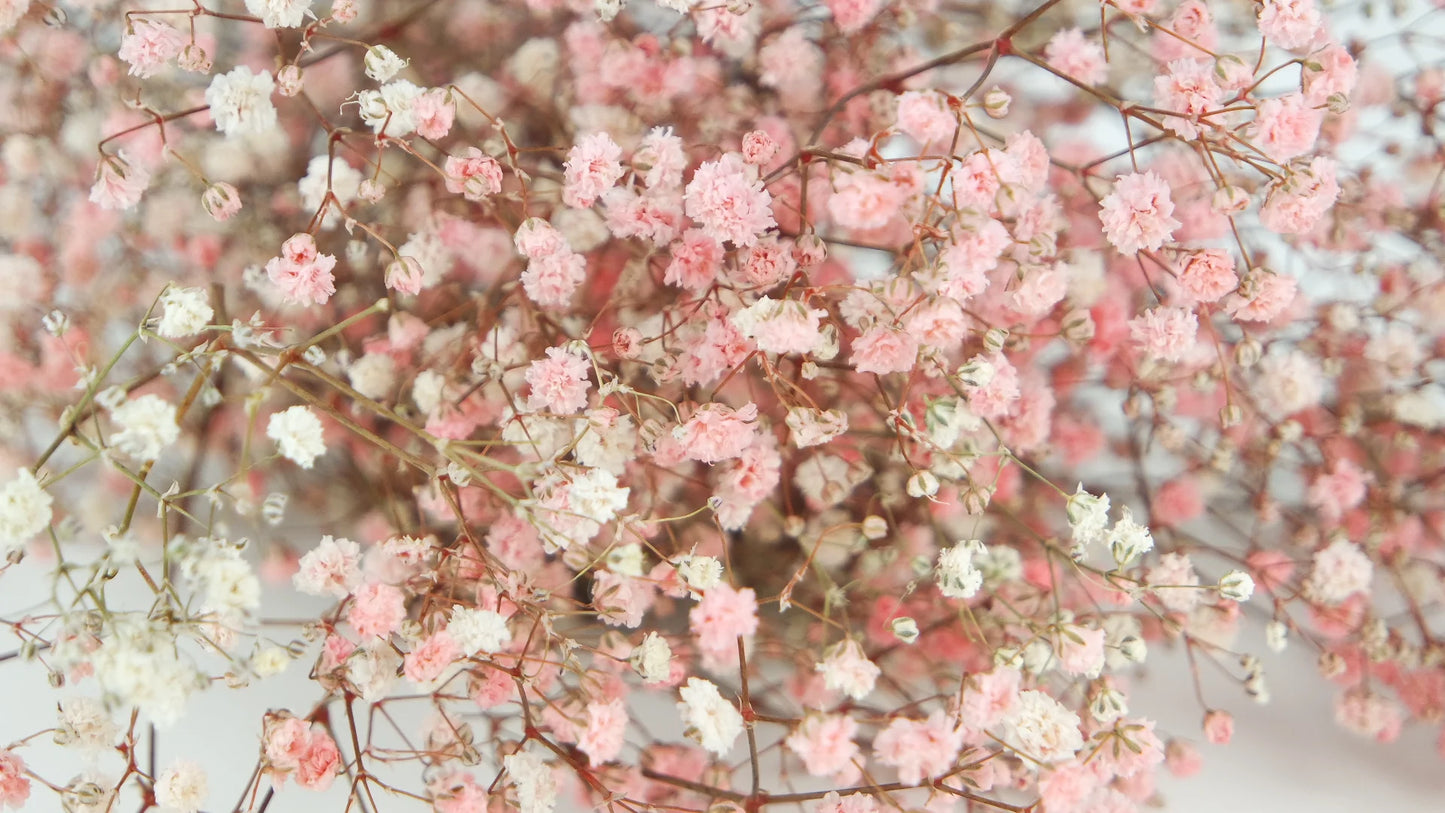 Gypsophile stabilisé Rose et blanc