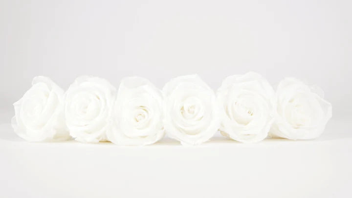 Roses stabilisées 5 cm - 6 têtes - Blanc