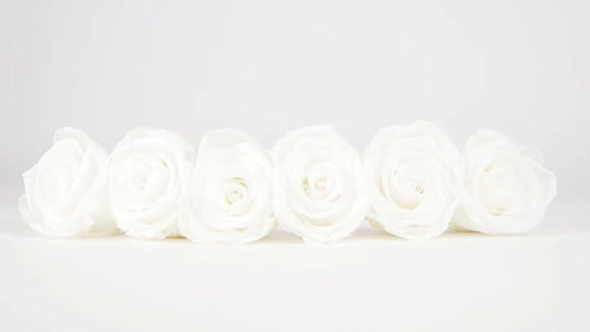 Roses stabilisées 5 cm - 6 têtes - Blanc